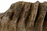 Fossil Dinosaur (Triceratops) Jaw Section - Wyoming #382560-6